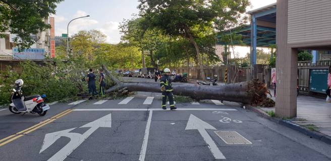 今29日17时25分台北市大安区辛亥路三段157巷24弄口，现场1棵路树倒塌 （高度约13公尺、直径约1公尺），消防局获报到场协助围警戒线并清除部分树枝恢復单线通车。（图／北市消防局提供）