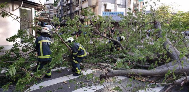 今29日17时25分台北市大安区辛亥路三段157巷24弄口，现场1棵路树倒塌 （高度约13公尺、直径约1公尺），消防局获报到场协助围警戒线并清除部分树枝恢復单线通车。（图／北市消防局提供）