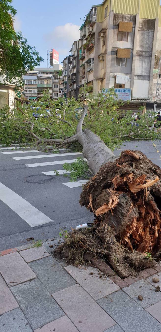 今29日17时25分台北市大安区辛亥路三段157巷24弄口，现场1棵路树倒塌 （高度约13公尺、直径约1公尺），消防局获报到场协助围警戒线并清除部分树枝恢復单线通车。（图／北市消防局提供）