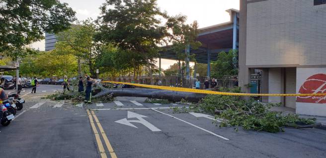 今29日17时25分台北市大安区辛亥路三段157巷24弄口，现场1棵路树倒塌 （高度约13公尺、直径约1公尺），消防局获报到场协助围警戒线并清除部分树枝恢復单线通车。（图／北市消防局提供）