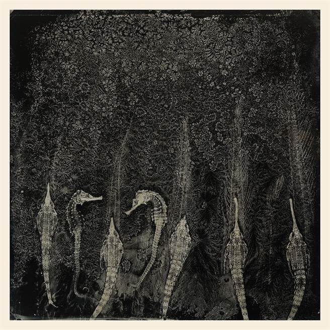 《湿版冰花》（林添福提供）