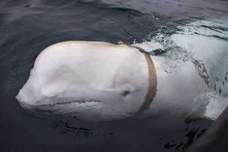 白鯨間諜再度現身瑞典外海 牠的真正目的是什麼？