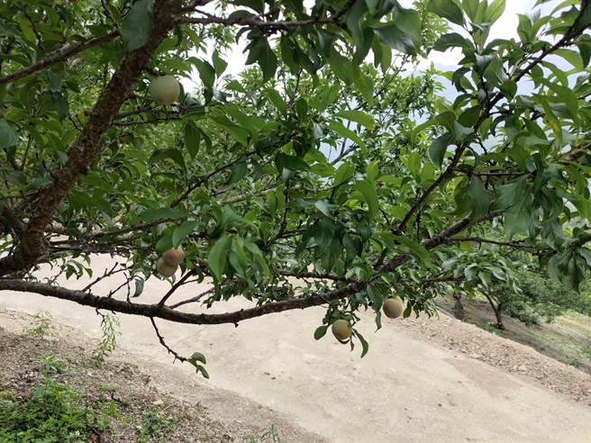 由于乾旱导致高雄的李子欠收，农委会公告即日起接受申请救助。（高雄市农业局提供／林瑞益高雄传真）