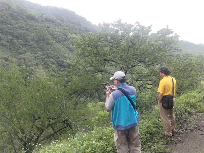 由于乾旱导致李子欠收，高市府农业局邀集农业试验所、农粮署与区公所人员到场勘查。（高雄市农业局提供／林瑞益高雄传真）