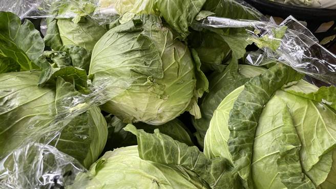 台东高丽菜批发价微幅上涨1成，高山高丽菜每公斤30元，平地高丽菜每公斤25元。（萧嘉蕙摄）