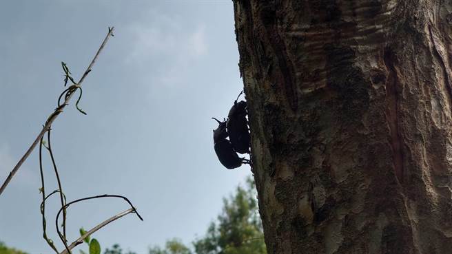 光腊树上的独角仙。（米诺斯提供／孙英哲彰化传真）