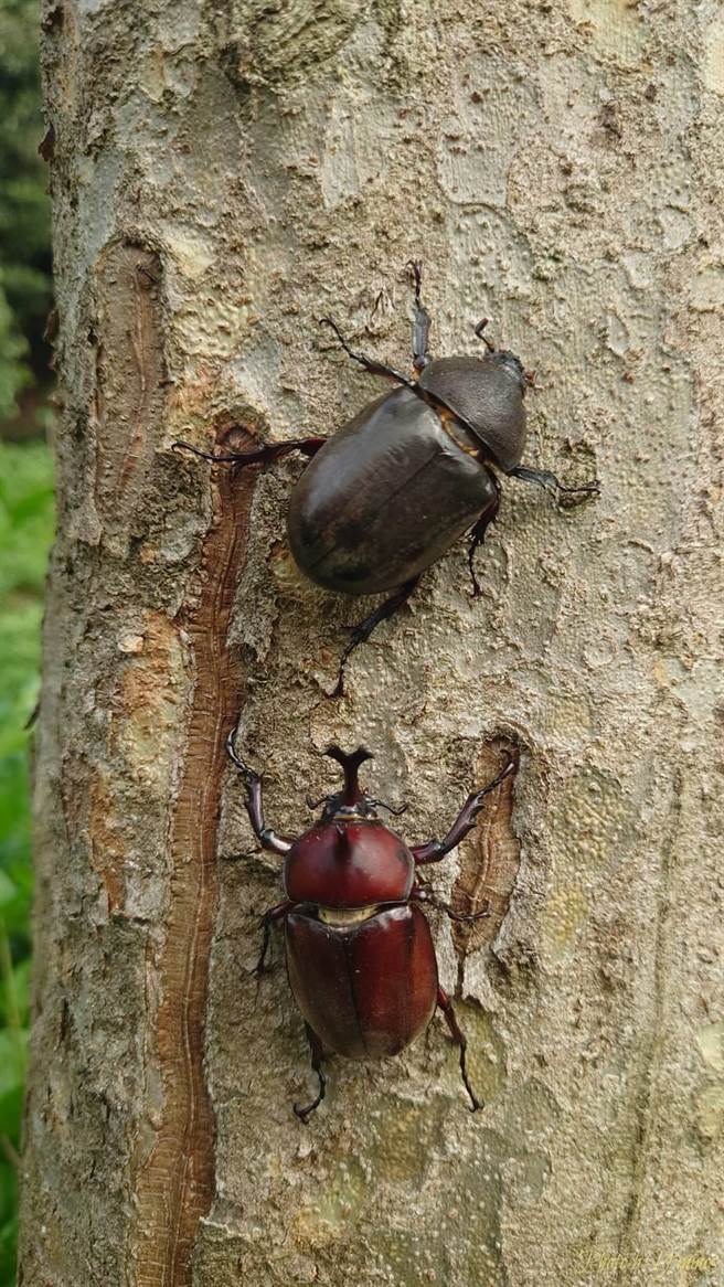 光腊树上的独角仙。（米诺斯提供／孙英哲彰化传真）