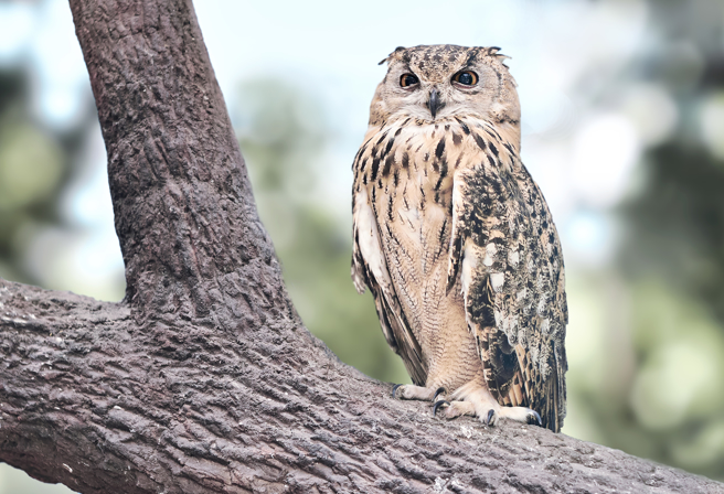 大陆员警捡到一只猫头鹰宝宝，未料牠长大后不愿离开，整天待在派出所帮忙「值勤」。(示意图/达志影像)