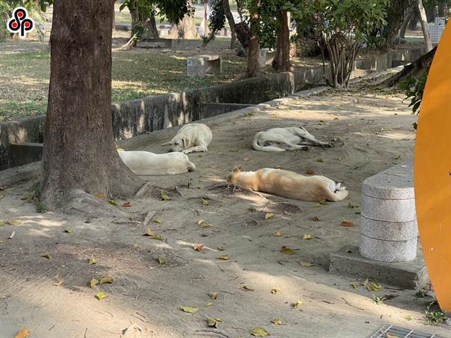 根据农委会最新全国游荡犬只数量调查推估结果，2022年全国游荡犬数量推估为15万9697只，每百人游荡犬数则为0.69只，与上期2020年调查结果15万5869只相较，游荡犬数量增加2.46％，约3828只、每百人游荡犬数则增为4.54％。（本报系资料照）