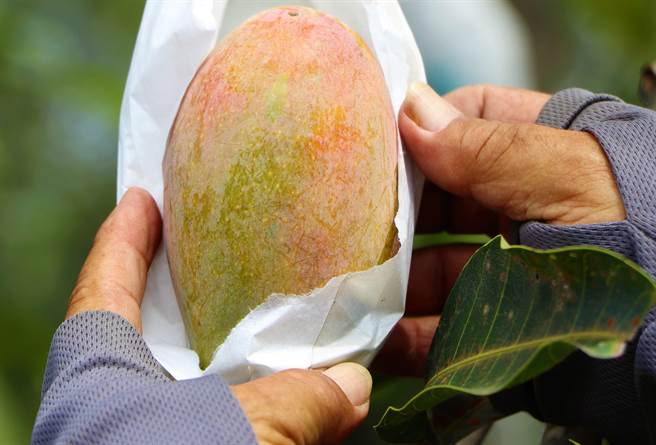 高树乡农民李文忠坚持不使用化学肥料、生长调解剂种「农民党一号芒果」，一切顺其自然在丛黄，当中没有授粉成功的还成了小如鸡蛋的「福尔摩沙总统1号」。（谢佳潾摄）