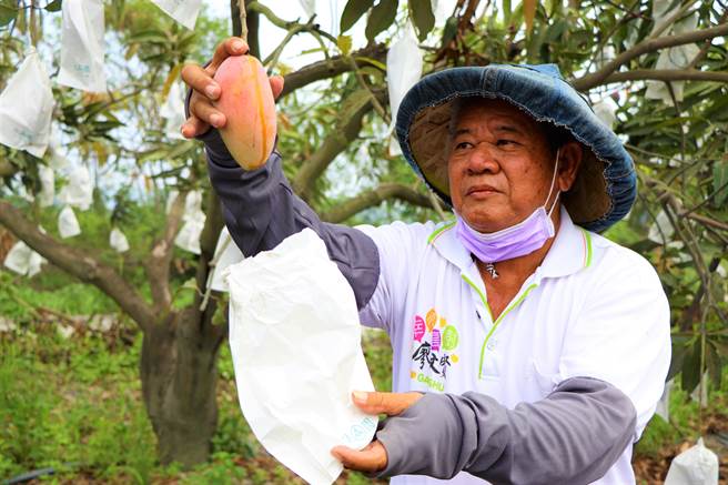 高树乡农民李文忠坚持不使用化学肥料、生长调解剂种「农民党一号芒果」，一切顺其自然在丛黄，当中没有授粉成功的还成了小如鸡蛋的「福尔摩沙总统1号」。（谢佳潾摄）