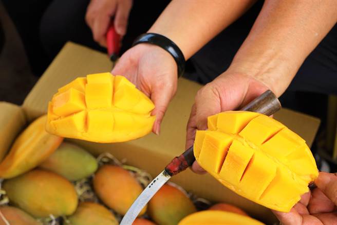 高树乡农民李文忠坚持不使用化学肥料、生长调解剂种「农民党一号芒果」，一切顺其自然在丛黄，当中没有授粉成功的还成了小如鸡蛋的「福尔摩沙总统1号」。（谢佳潾摄）