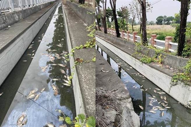 大寮区灌溉沟渠出现大量死鱼。（翻摄照片／高雄洪靖宜传真）