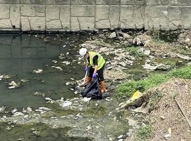 凤山溪鱼尸打捞情形。（翻摄照片／高雄洪靖宜传真）