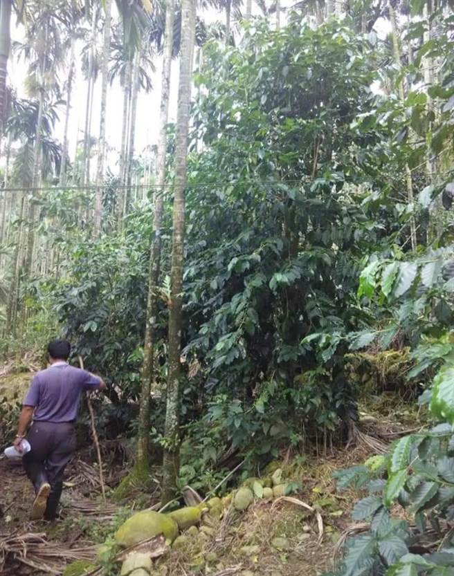 古坑乡幅员辽阔，每次灾损高达4000笔，且许多位于深山，勘灾更不易。（民眾提供）