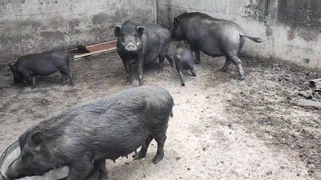 台东县兰屿乡出现13级瞬间阵风，猪舍屋顶遭吹走，居民忙着撤离猪只。（阿诺本旅游提供／蔡旻妤台东传真）