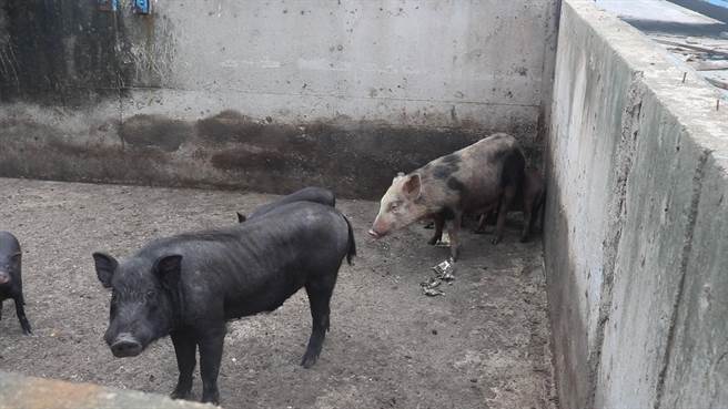 台东县兰屿乡出现13级瞬间阵风，猪舍屋顶遭吹走，居民忙着撤离猪只。（阿诺本旅游提供／蔡旻妤台东传真）