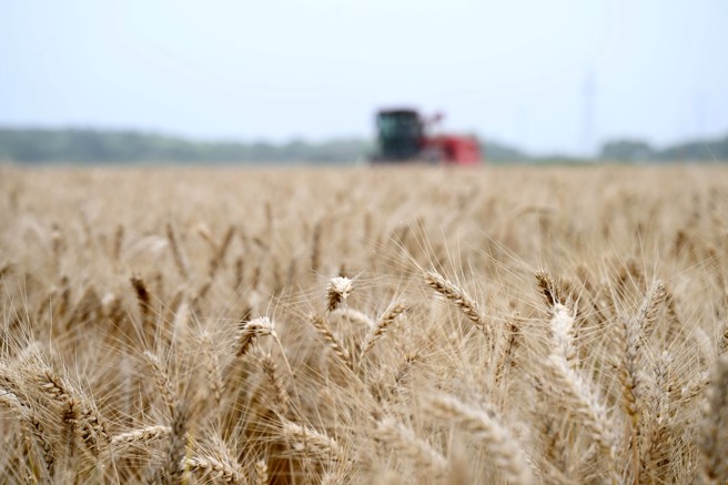 在安徽省芜湖市繁昌区荻港镇笔架村，农机手驾驶收割机收割小麦。 最近，在长江沿岸的安徽省芜湖市繁昌区，小麦陆续迎来丰收，当地农民抢抓时节收割小麦，田间地头一派繁忙景象。（新华社）