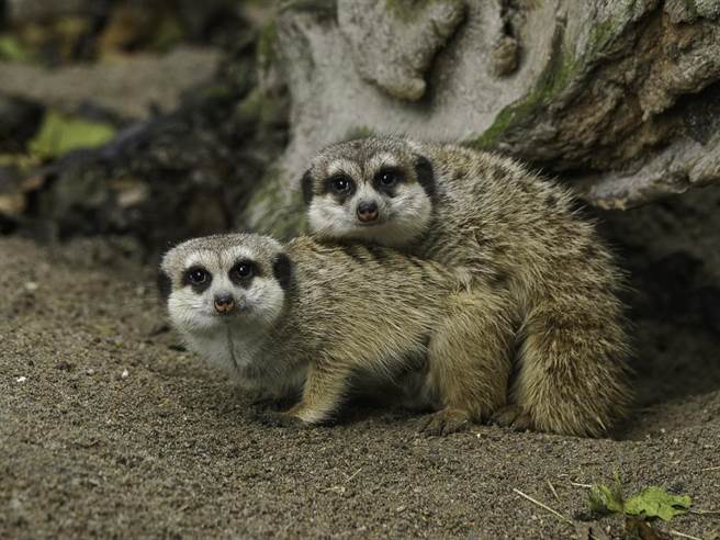 颱风「玛娃」逐渐接近，台北市立动物园正进行防灾措施。（北市动物园提供）