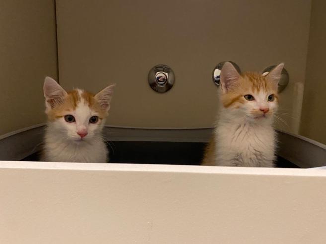 Massimo Giorgetti 收养的Naso与Noce。（MSGM提供）