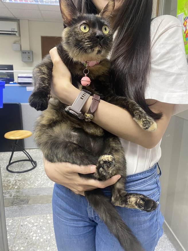 抱猫正确动作应一手置于猫前脚及胸口位置，另一手托住后腿及屁股位置。（新北市动保处提供）