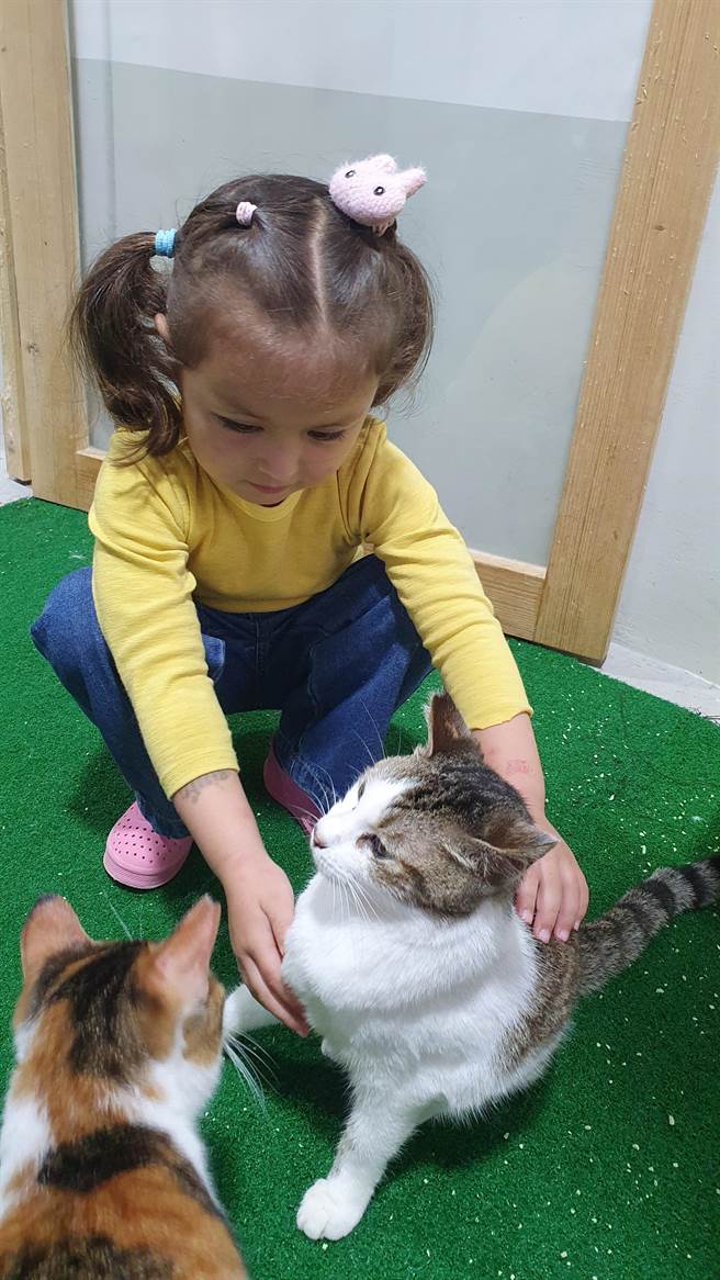 小朋友与猫咪互动要注意动作要轻柔。（新北市动保处提供）