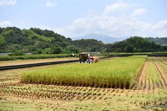 農水署高雄處成功找水 一期稻作陸續收割