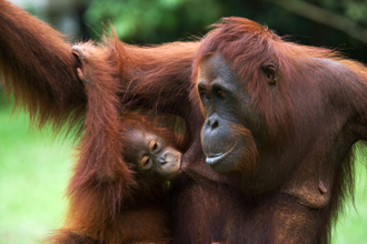 猩猩見人類寶寶母愛噴發 手敲玻璃求靠近 下秒隔窗獻吻