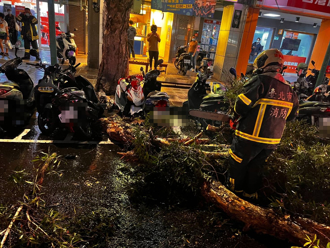瑪娃遠離還發威！ 北市重慶北路3米路樹倒塌 機車遭砸中