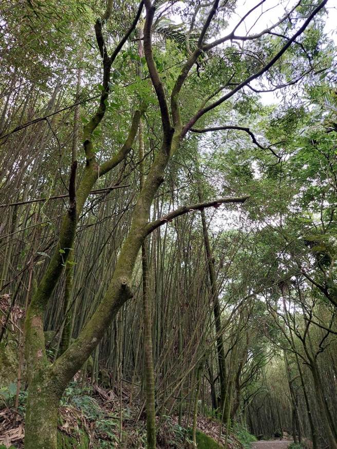 管辖单位嘉义林管处6月1日至3日安排枯立木伐除及修枝作业，为维护民眾安全，步道将暂停开放。（嘉义林管处提供／张毓翎台南传真）