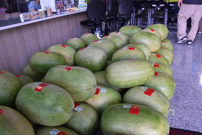 后龙知名大西瓜即将进入盛产期。（谢明俊摄）