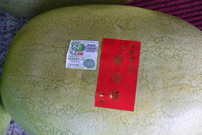 后龙知名大西瓜即将进入盛产期，今年西瓜都有产销履歷可扫瞄参加抽奖。（谢明俊摄）
