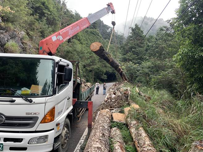 东势林管处每年都会在辖区进行枯危木材的预防性伐除。（东势林管处提供）