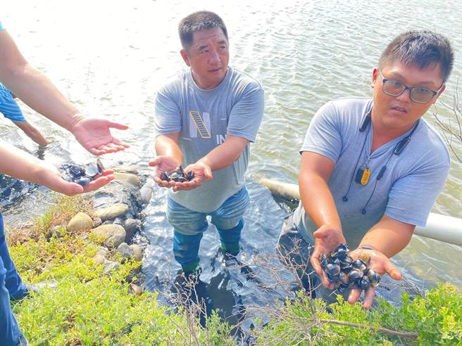 云林县麦寮乡文蛤大量死亡，採收不到3成渔民欲哭无泪。（麦寮乡公所提供／张朝欣云林传真）