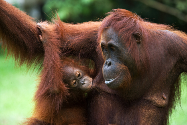 美国一名妈妈带宝宝到动物园参观，遇到母爱大爆发的猩猩，看到婴儿主动献吻。(示意图/达志影像)