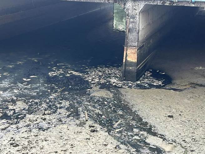 宜兰县罗东镇打那岸排水系统今（31日）上午竟出现大量鱼尸。（民眾提供／吴佩蓉宜兰传真）