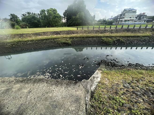 宜兰县罗东镇打那岸排水系统今（31日）上午竟出现大量鱼尸。（民眾提供／吴佩蓉宜兰传真）