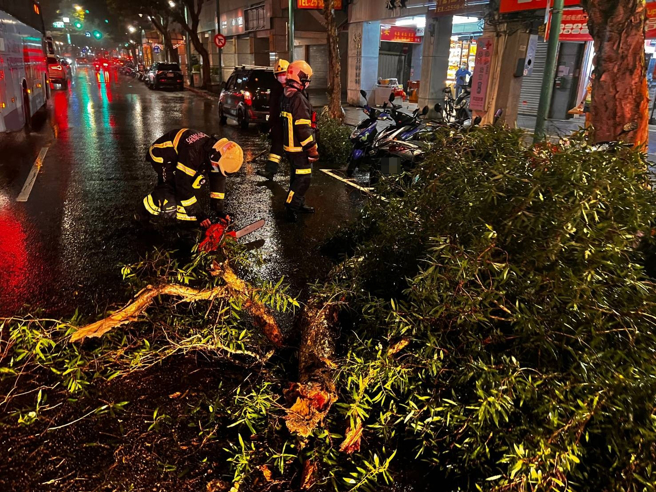 玛娃颱风逐渐远离，北市重庆北路1棵3米高路树倒塌断裂，停放机车惨遭击中。（翻摄照片）