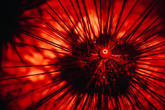 屏东海生馆每年4至9月间会推出限定「夜巡海生馆」活动，带领游客一同化身成为夜巡者，探索神秘的潮间带风光。（屏东海生馆提供／谢佳潾屏东传真）