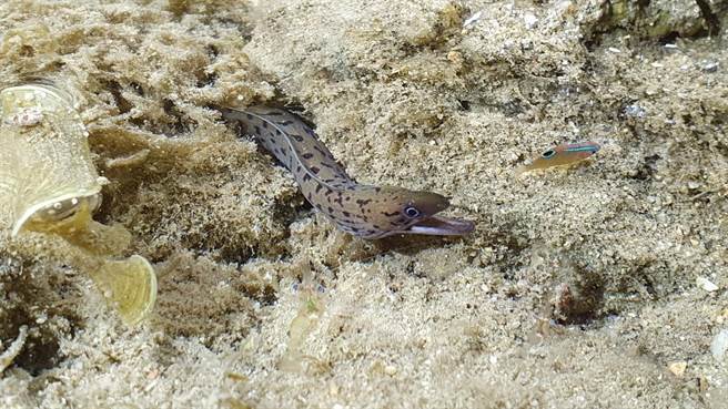 屏东海生馆每年4至9月间会推出限定「夜巡海生馆」活动，带领游客一同化身成为夜巡者，探索神秘的潮间带风光。（屏东海生馆提供／谢佳潾屏东传真）