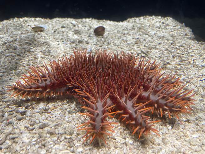 屏东海生馆每年4至9月间会推出限定「夜巡海生馆」活动，带领游客一同化身成为夜巡者，探索神秘的潮间带风光。（屏东海生馆提供／谢佳潾屏东传真）