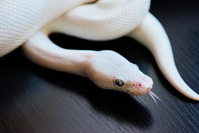 白色的外表虽然很奇特，但是白色玉米蛇并不罕见，因为白色玉米蛇算是十分热门的宠物。（示意图Shutter Stock）