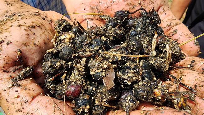 採收的澎湖荸荠。（许逸民摄）