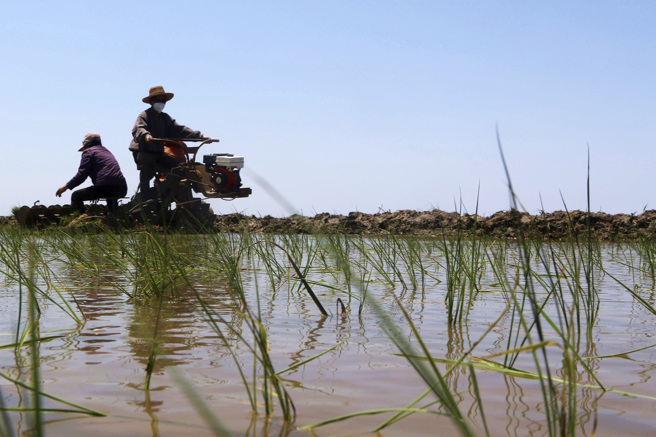 南韩指出，北韩粮食危机恶化，轻生人数激增40%，让金正恩定调为「叛国」行为。图为北韩第二大城南浦市的农人种稻。（资料照／美联社）