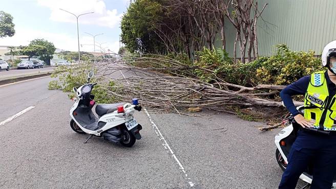 小港区山明路今路树倒塌，影响车辆通行。（翻摄照片／高雄洪靖宜传真）