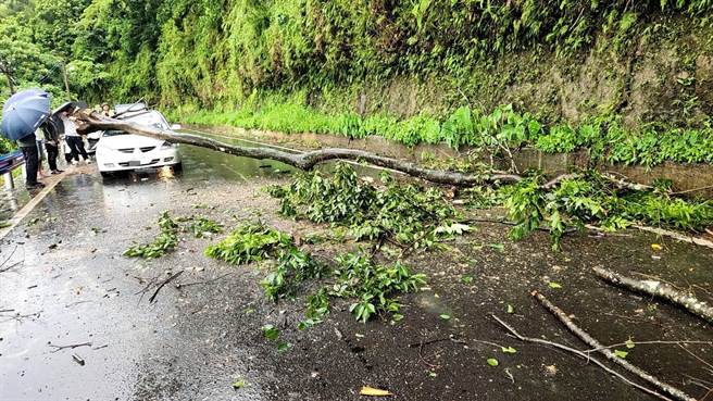 竹东镇竹122县道路因连续大雨导致土石松动，一棵路书轰然倒塌砸中路过小客车。（竹东分局提供／邱立雅竹县传真）