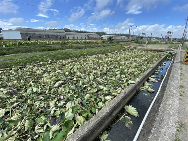 陈姓田主一怒之下把荷花田全砍光。（李京升摄）