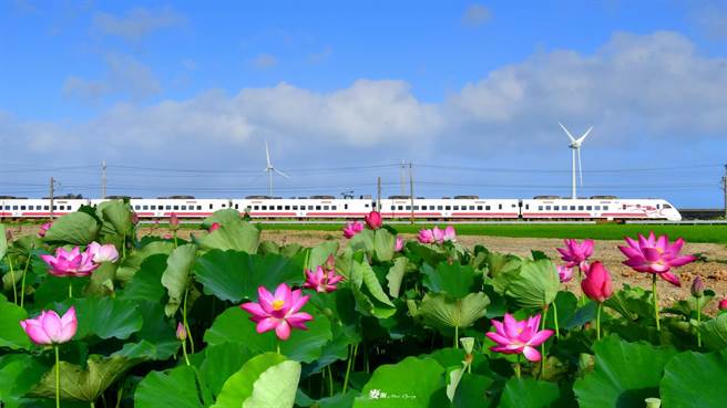 在地摄影师张麦斯捕捉到荷花田美景。（张麦斯提供／李京升苗栗传真）