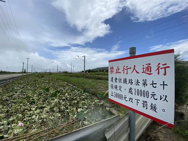 「铁道荷花」一夕之间全没了。（民眾提供／李京升苗栗传真）