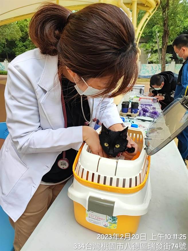 桃园市为照顾关怀偏乡犬猫健康与动物福利，今年2月推出「宠物偏乡巡迴健检」。（桃园市动保处提供／陈梦茹桃园传真）